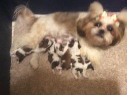 IMPERIAL 5 lbs SHIH TZU, ONLY FOR STUD