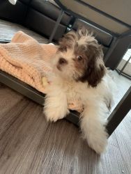 Beau- Teddy Bear Shichon Puppy needs a new home