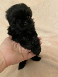 7 wk old Toy Imperial Shih Tzu