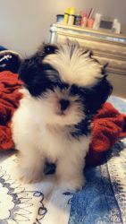 This is a puppy trained and healthy ( Shih Tzu )