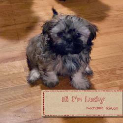 10 weeks shih tzu’s looking for a loving caring home