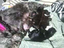 Purebred ~Adorable 3 week pups 2m/2f.. 4Ever homez Only!