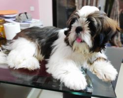 9 months old shih tzu puppy
