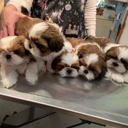 Pure shih tzu's puppies, boys and girls, 3 months old