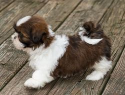 Shih Tzu puppies for free