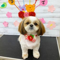 Everlasting lovable male and female Shih tzu pups for sale