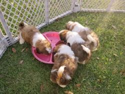 Adorable Shih tzu puppies for sale