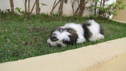 You need to add this Cute Shih tzu babies into your Sweet home.