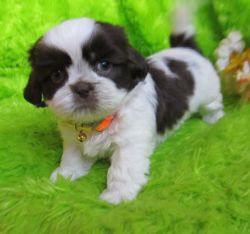 Beautiful 4 months old Colored Shihtzu.