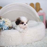 AVAILABLE TEACUP SHIH TZU PUPPIES FOR SALE