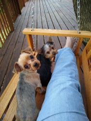 REGISTERED YORKSHIRE TERRIER AND MALTESE PUPPIES DUE ANY DAY