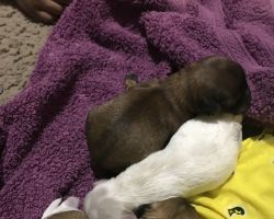 2 puppy for sale