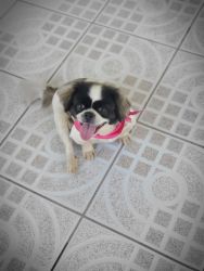 Shih Tzu looking for a loving home