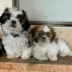 Lovely male and female shihtzu puppies available