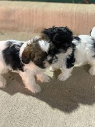 Shih Tzu Available