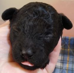 Jett black, no white, Poodle and Shih Tzu Puppies!