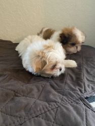 Shih-tzu’s looking for new homes