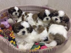 Shih Tzu puppies are ready for re-homing