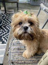 Shi Tzu needs a new home, 7 months old, Neutered, Microchipped, Papers
