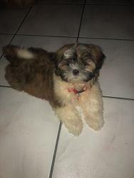Shih tzu puppy 6 months