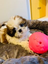 Teacup shih tzu puppies for sale