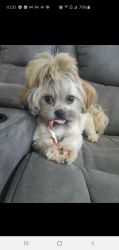 Adorable shitzu/bichon mix puppy for sale