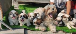 Adorable Shih Tzu puppies Ready to Go
