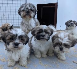 Gorgeous looking Shih tzu pups 3 months old