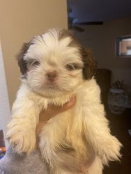 Shih tzu puppies last two both are males they come with aca papers
