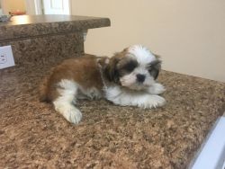 Shih-tzu very playful/sweet, loves to cudddle