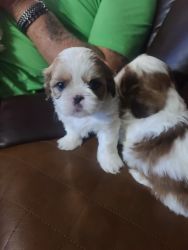 Puppies for sale registered boys super small ncute