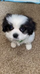 Shih tzu mix for sell
