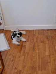 Puppy and puppy supies for sale