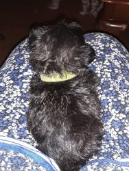 Adorable shih tzu puppies for sale have 1 girl and 1 boy very loving t