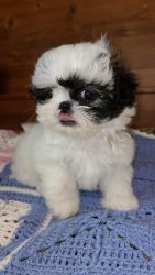 CKC Shih Tzu Puppies For Sale in NC