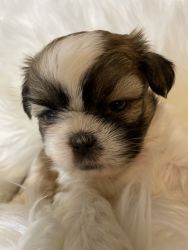 Shih Tzu puppies for sale, Binghamton NY