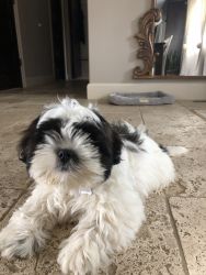 Shihtzu Male puppy 14 weeks old. Up to date on vaccines.
