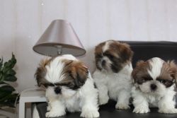 TOP QUALITY KCI AND VACCINATED SHIH TZU PUPPIES