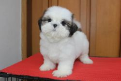 Shihtzu puppies for adoption