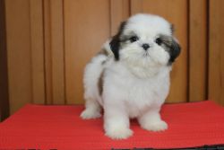 adorable female shihtzu puppy.