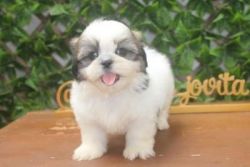 Adorable shih tzu available