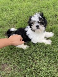 Oreo- Playful Shih Tsu Puppy looking for New Adventure
