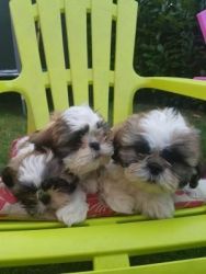 Shih Tzu Puppies for Sale