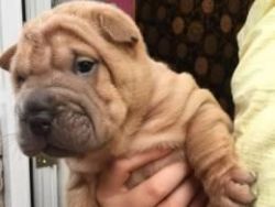 Wrinkly Kc Reg Shar Pei Puppies Only 5 Left