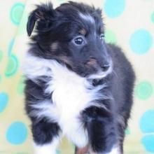 Male and female shelti puppies for sale