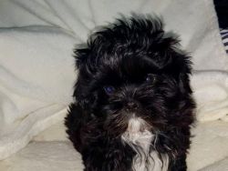 Beautiful Black Shih Tzu Boy Puppy ready for sale