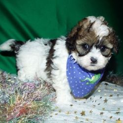 Shihpoo Puppies for Sale