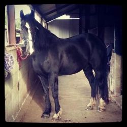 Shire Horses ForSale