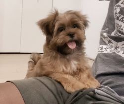 5 month old Shorkie puppy for Sale