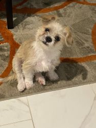 5 Month-Male Shorkie Very Sweet